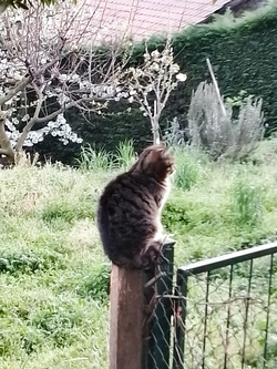 Porco siciliano per cuck lombardi