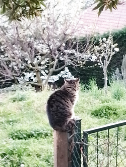 Porco siciliano per cuck lombardi