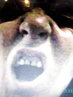 PORCHE DI TUTTI I GIORNI