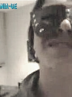 LILA -  PORCELLA DI GENOVA